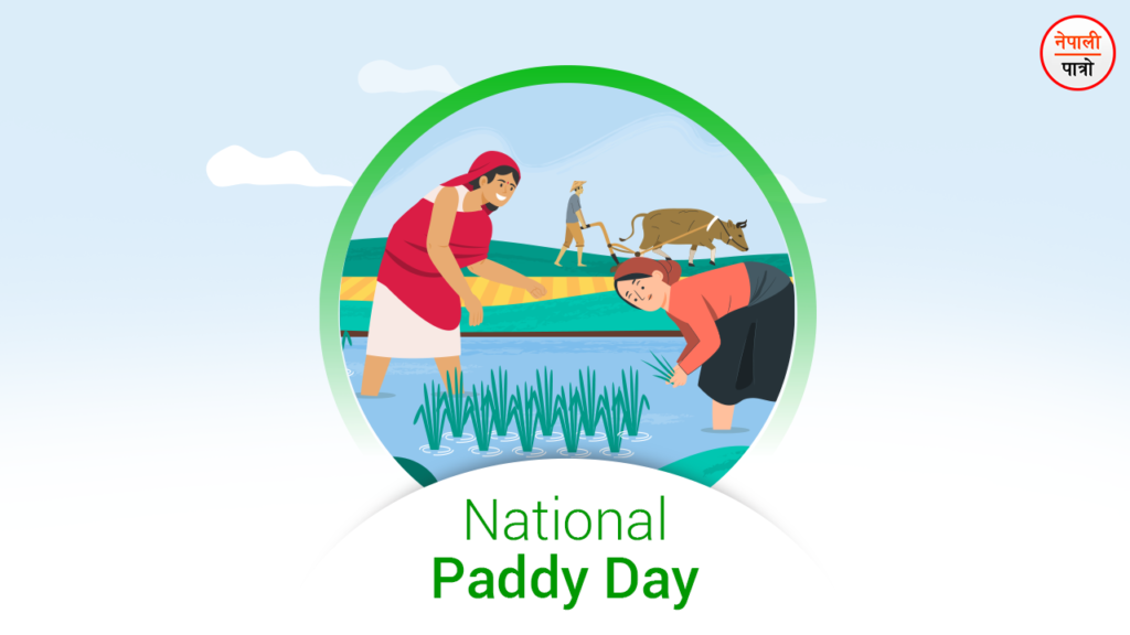 essay on national paddy day